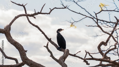 Low angle closeup shot of a Great cormorant bird on a tree branch on a sunny day