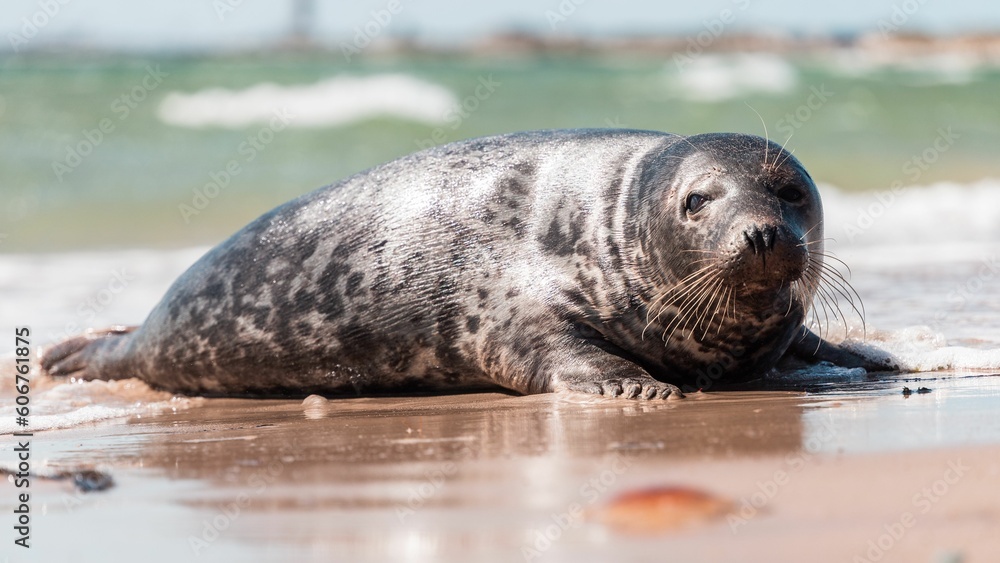 Obraz premium Gray seal on the shore of Skagen town on a sunny day in Vendsyssel, Denmark