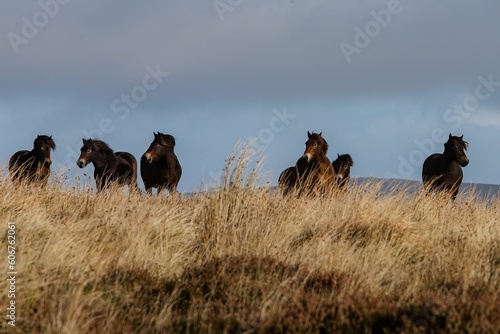 Herd of horses running on an autumnal field in Exmoor National Park  England