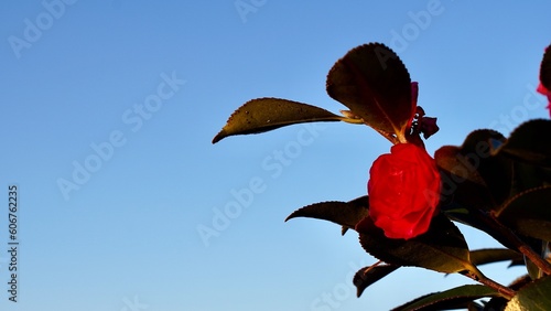 冬の朝に満開に咲いている赤色のつばき photo
