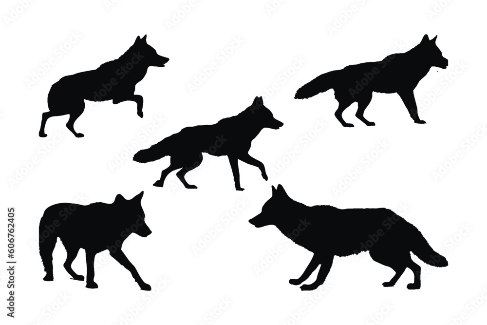 Wild coyote wolf on a white background silhouette set vector. Carnivore coyote walking in different positions silhouette bundle. Anonymous black wolf silhouette. Dark coyote walking vector design.