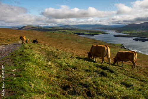 Sunny landscape with meadows and cows on pasture with sea in the background in Ireland