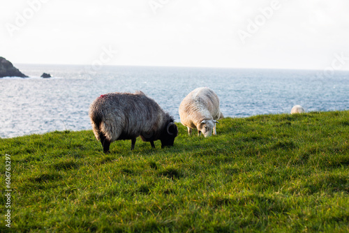 Green hills and meadows in Ireland with sheep and sea in the background
