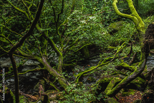 Close up of trees with crooked branches covered with moss in forest in Ireland