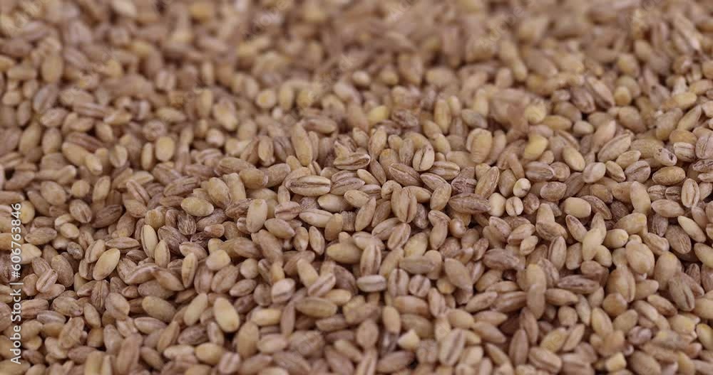 pour cheap tasteless barley porridge close-up, dry not cooked barley porridge that is cheap pour cheap tasteless barley porridge close-up, dry not cooked barley porridge that is cheap