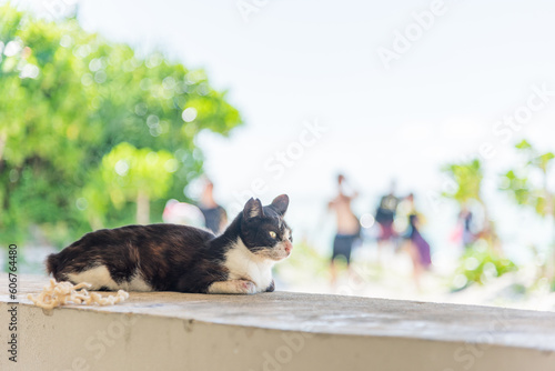 コンドイビーチでくつろぐ猫 (竹富島・沖縄)