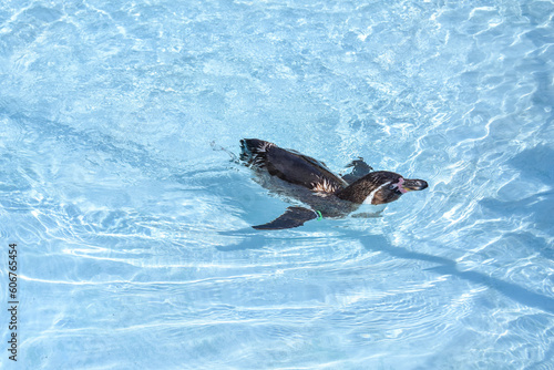 水の中を気持ちよさそうに泳ぐペンギン