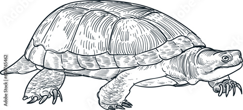 Vintage hand drawn sketch blanding painted turtle