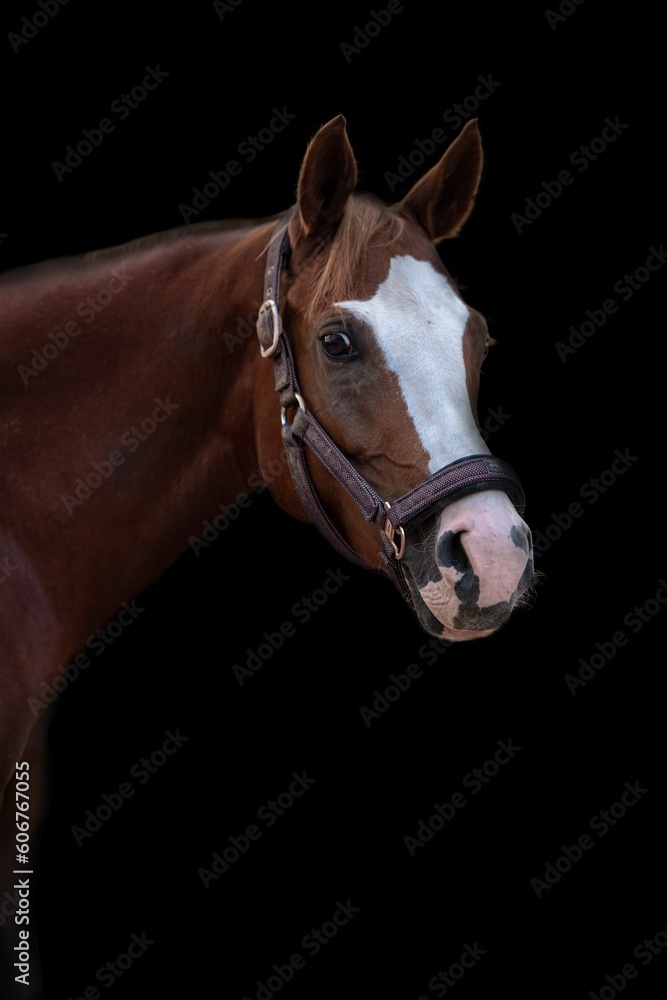Obraz premium Portrait of a Mare horse head with a bridle isolated against black background, vertical shot