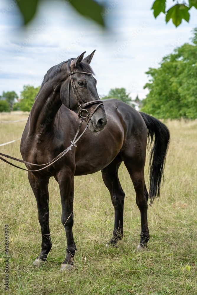 Selective of an artistic horse with bridle Selective of an artistic horse with bridle