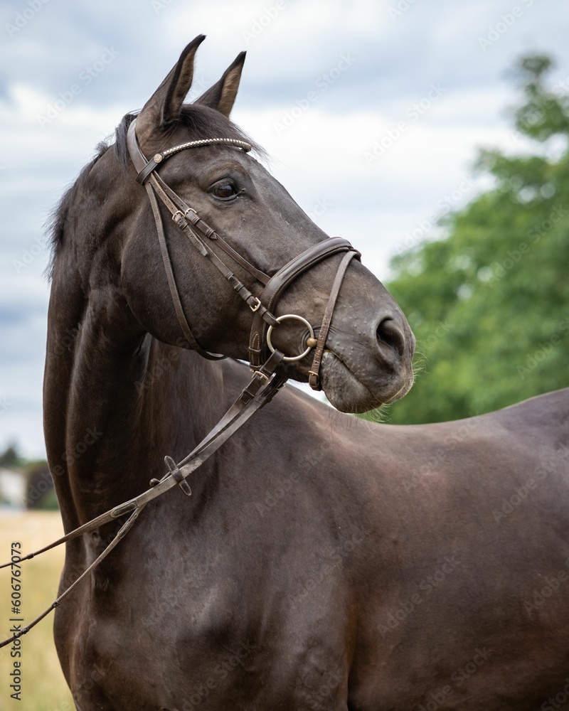 Obraz premium Selective of an artistic horse with bridle
