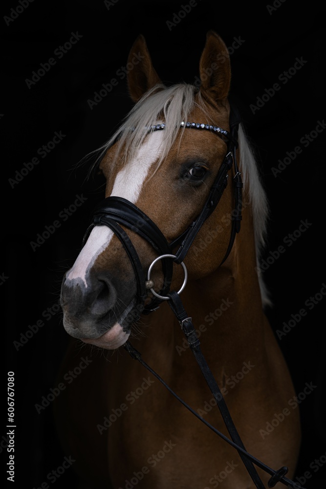 Selective of an artistic horse with bridle Selective of an artistic horse with bridle