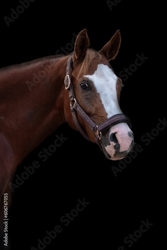 Portrait of a Mare horse head with a bridle isolated against black background, vertical shot