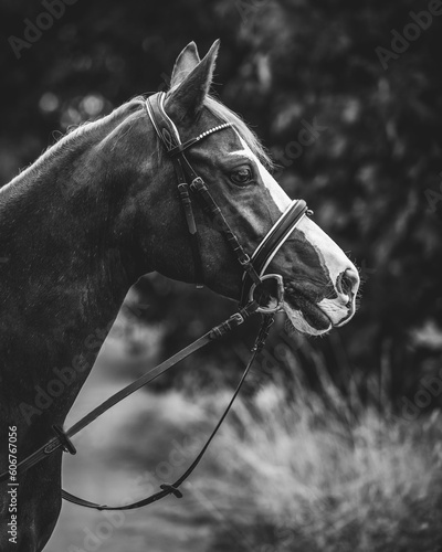 Grayscale Portrait of a Mare horse head with a bridle with blur background in the garden © 13lights Photo/Wirestock Creators