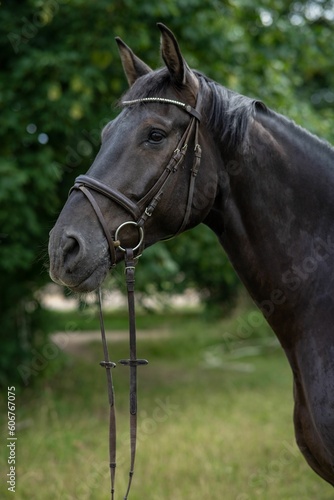 Selective of an artistic horse with bridle © 13lights Photo/Wirestock Creators