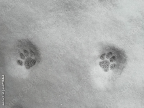 Closep of cat paws on a snow photo