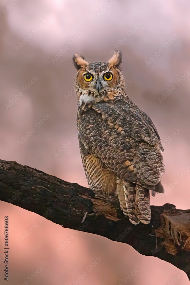 Vertical closeup of a great horned owl, Bubo virginianus. Vertical closeup of a great horned owl, Bubo virginianus.