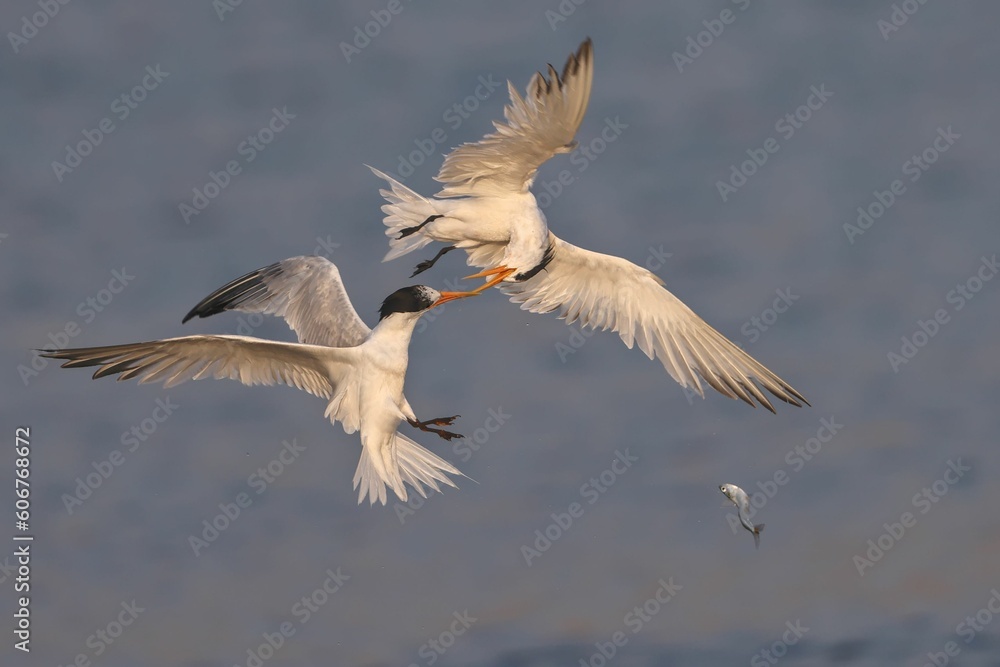 Closeup of two common terns in the air fighting for prey. Closeup of two common terns in the air fighting for prey.