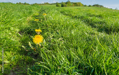 kwiaty mniszka lekarskiego wśród zielonej trawy © Andrzej Michaluk