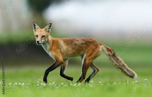 Closeup of a red fox running in a green meadow. Vulpes vulpes. © Michael Jackson/Wirestock Creators