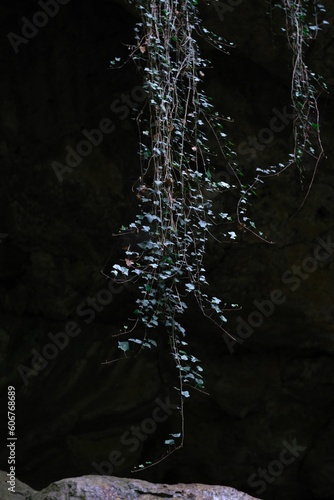 Vertical shot of long ivy branches hanging on a dark background