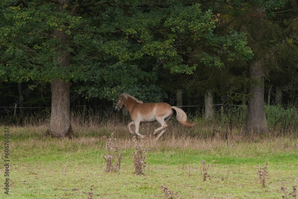 Beautiful view of a Haflinger horse in the field.