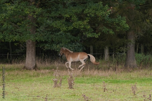 Beautiful view of a Haflinger horse in the field.