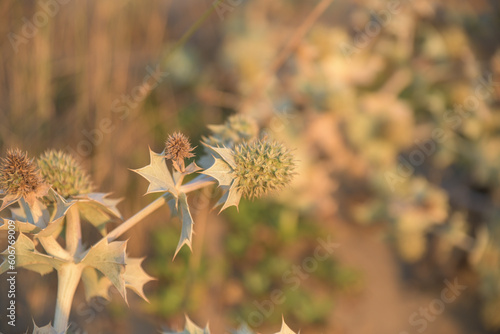 Eryngium maritimum, Sea holly or seaside eryngo. Plant has a very strong and deep root system that allows it to live in dunes of sand, Seaside eryngo or sea holly growing at beach in Mediterranean sea photo