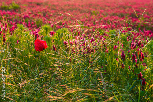 clover incarnate, jetel, spring, inkarnát, . filed, landscape