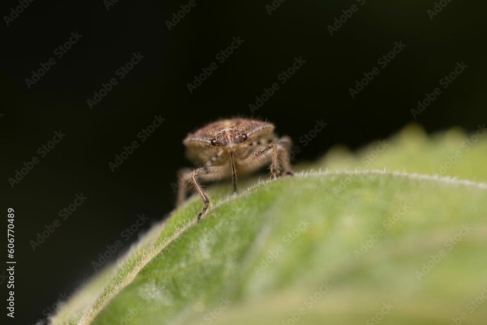 Macro shot of an insect on a green leaf Macro shot of an insect on a green leaf