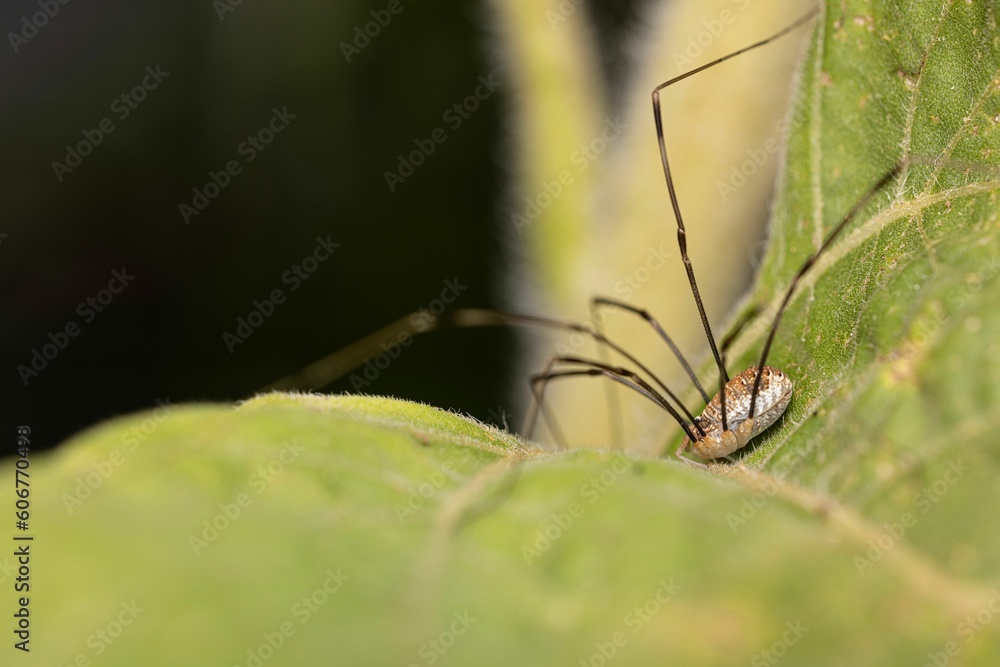 Macro shot of a cellar spider on a green leaf Macro shot of a cellar spider on a green leaf