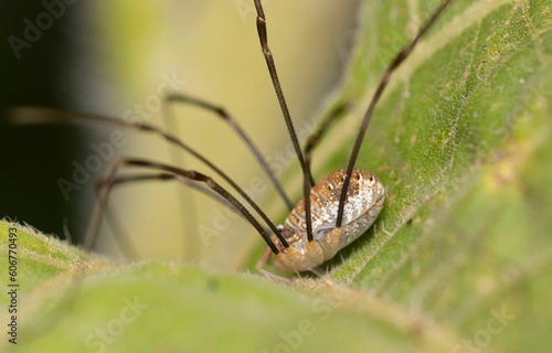 Macro shot of a cellar spider on a green leaf