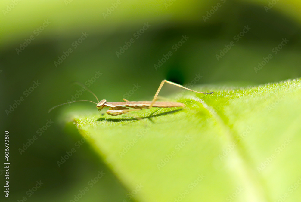 A young mantis that has just emerged and has not yet grown wings sunbathing on bright green leaves (Sunny outdoor close up macro photograph) A young mantis that has just emerged and has not yet grown wings sunbathing on bright green leaves (Sunny outdoor close up macro photograph)