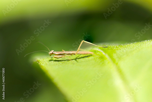 A young mantis that has just emerged and has not yet grown wings sunbathing on bright green leaves　(Sunny outdoor close up macro photograph)