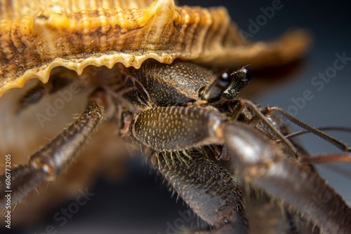 Close Up of Big Hermit Crab, Paguroidea , kelomang, Kepompong