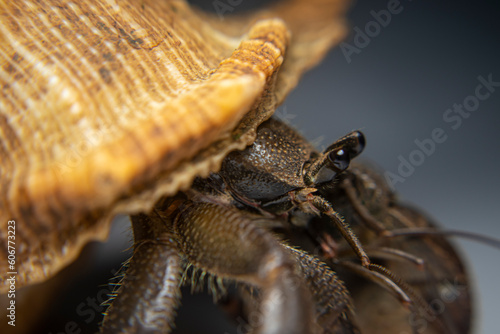 Close Up of Big Hermit Crab  Paguroidea   kelomang  Kepompong