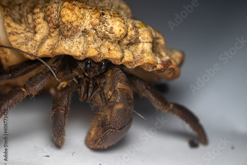 Close Up of Big Hermit Crab, Paguroidea , kelomang, Kepompong photo