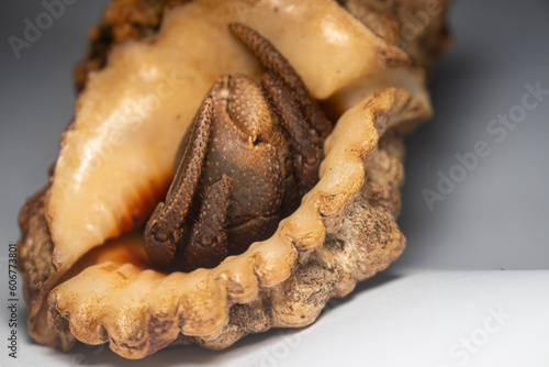 Close Up of Big Hermit Crab, Paguroidea , kelomang, Kepompong photo