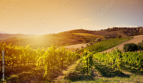 Vineyard in summer on sunset, agriculture and farming