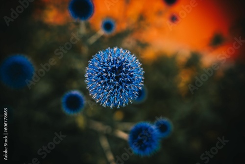 Closeup of Echinops sphaerocephalus growing in a field in the daylight with a blurry background