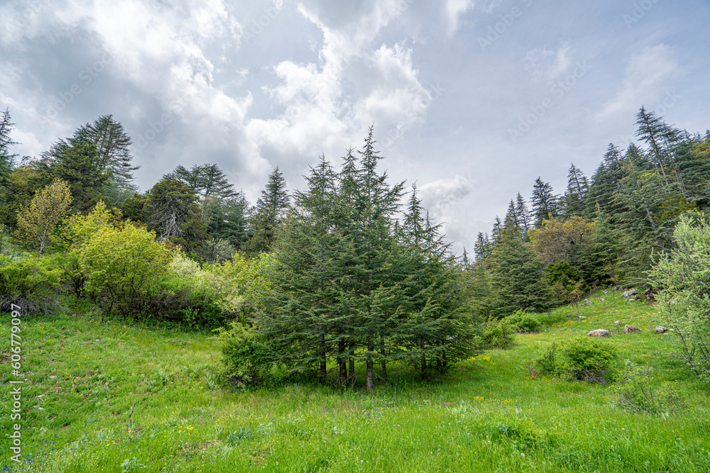 The beautiful Kasnak Meşesi is endemic tree and protected in the Pulley Oak Nature Conservation Area In Isparta The beautiful Kasnak Meşesi is endemic tree and protected in the Pulley Oak Nature Conservation Area In Isparta