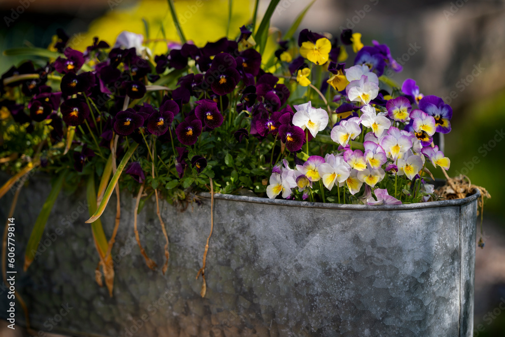 Small bright flowers in a metal oblong pot on a blurred background