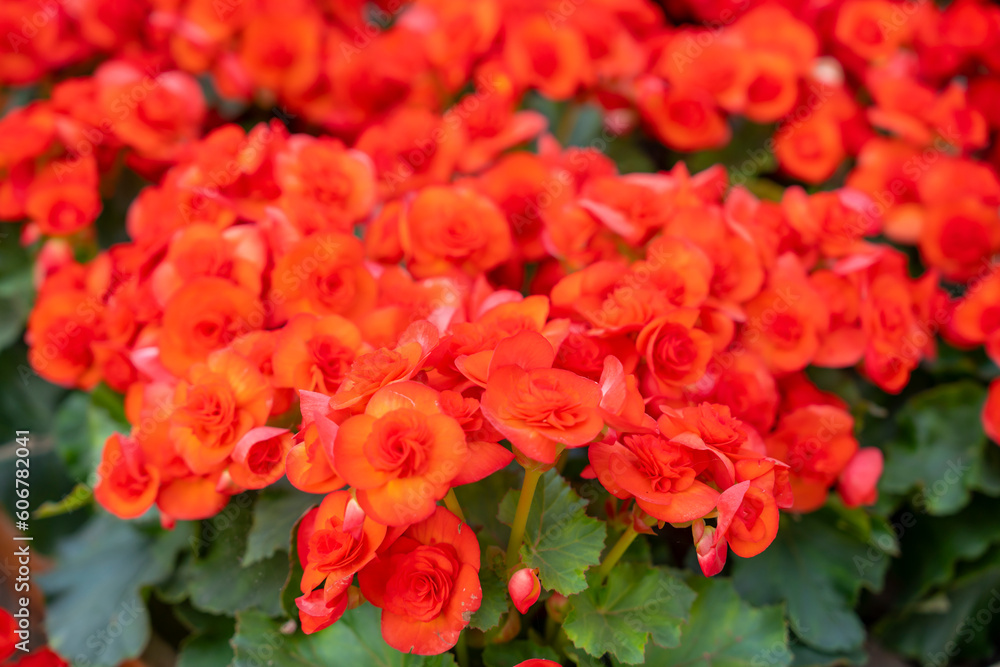 The Red colored begonias (Begonia tuberhybrida) in garden The Red colored begonias (Begonia tuberhybrida) in garden