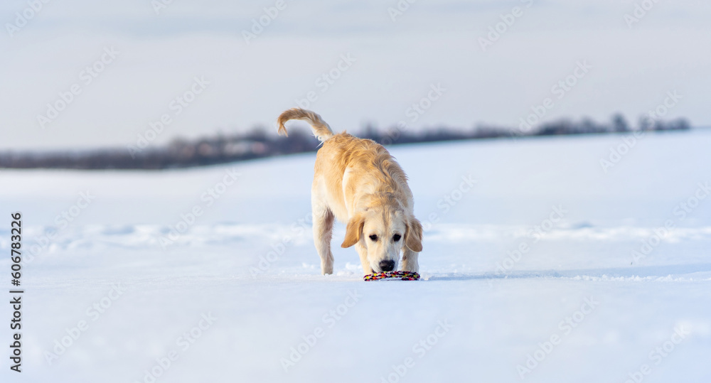 Nice young retriever dog during winter walk
