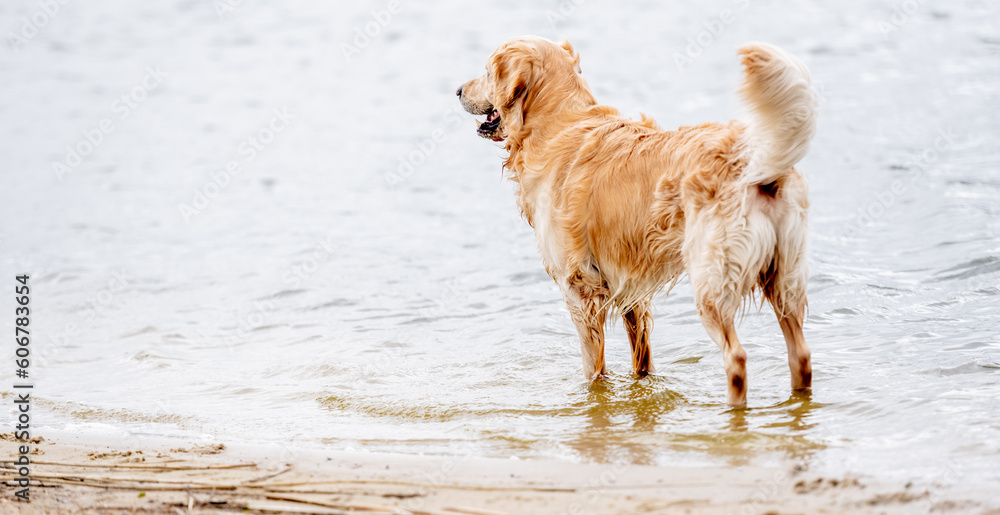 Beautiful golden retriever dog staying on the beach and looking forward
