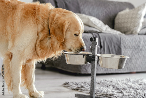 Adorable golden retriever dog eating food from bowl at home