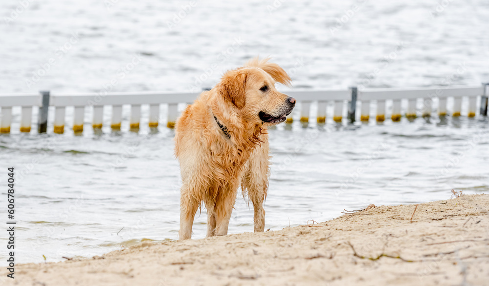 Beautiful golden retriever dog on the beach after swimming