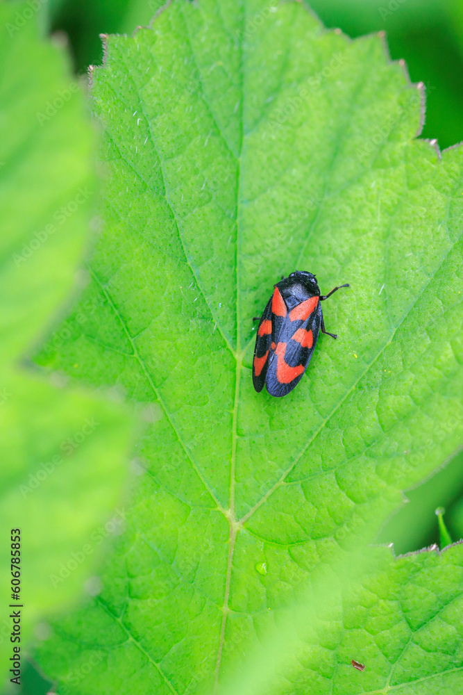 Closeup of a red-and-black froghopper, Cercopis vulnerata, in green grass Closeup of a red-and-black froghopper, Cercopis vulnerata, in green grass