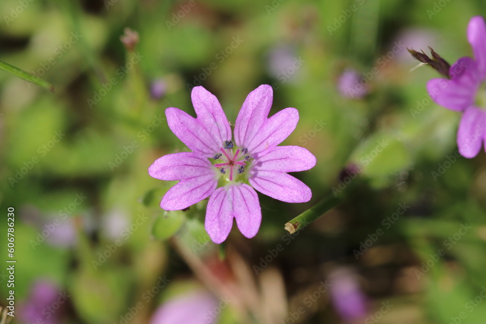 Doves foot Cranesbill - Geranium molle with pink flower in grass Doves foot Cranesbill - Geranium molle with pink flower in grass