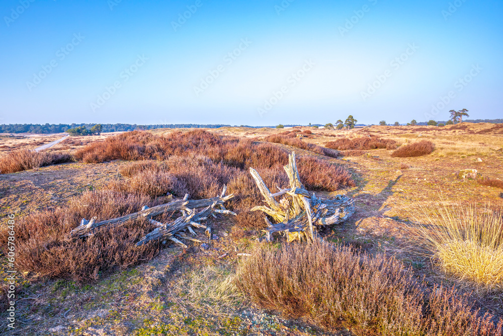 Φωτογραφία Colorful moorland landscape, national park Hoge Veluwe Holland